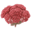 Rozchodnik goły korzeń / Sedum