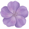 Bodziszek goły korzeń / Geranium