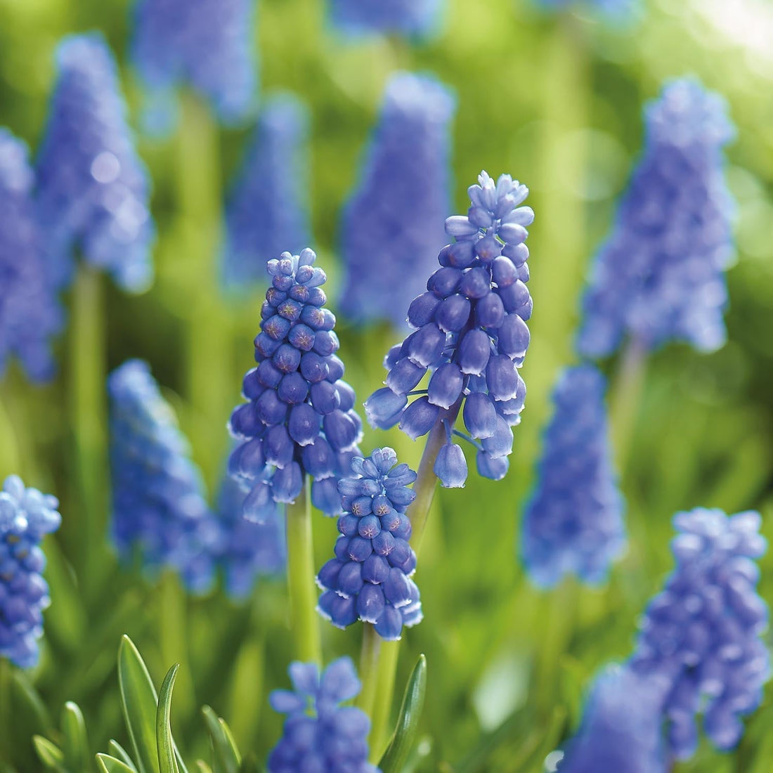 Szafirek, Muscari 'Armeniacum'