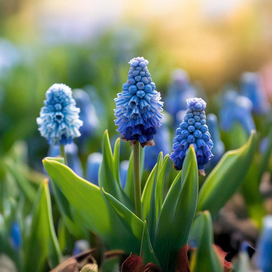 Szafirek, Muscari 'Azureum'