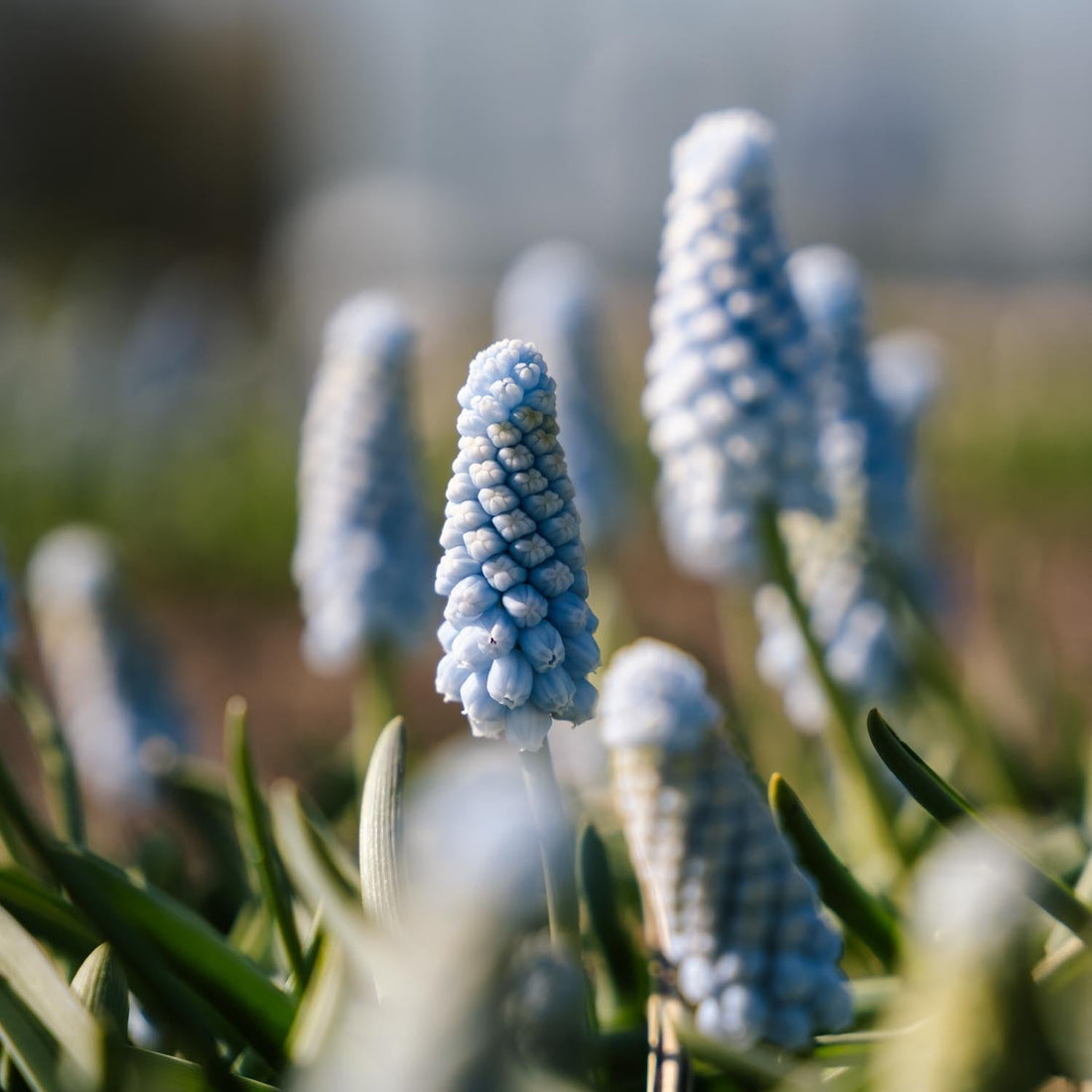 Szafirek, Muscari 'Baby's Breath'