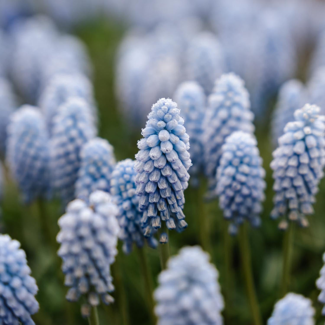Szafirek, Muscari 'Baby's Breath'