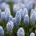 Szafirek, Muscari 'Baby's Breath'