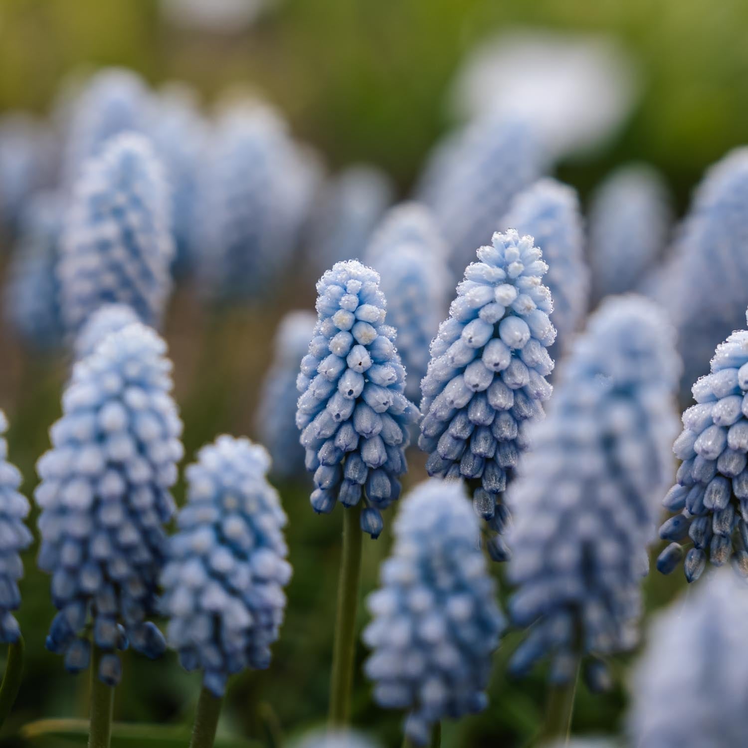 Szafirek, Muscari 'Baby's Breath'