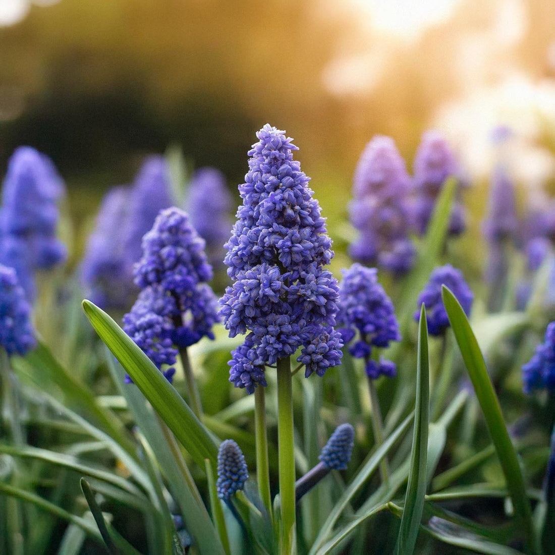 Szafirek, Muscari 'Fantasy Creation'