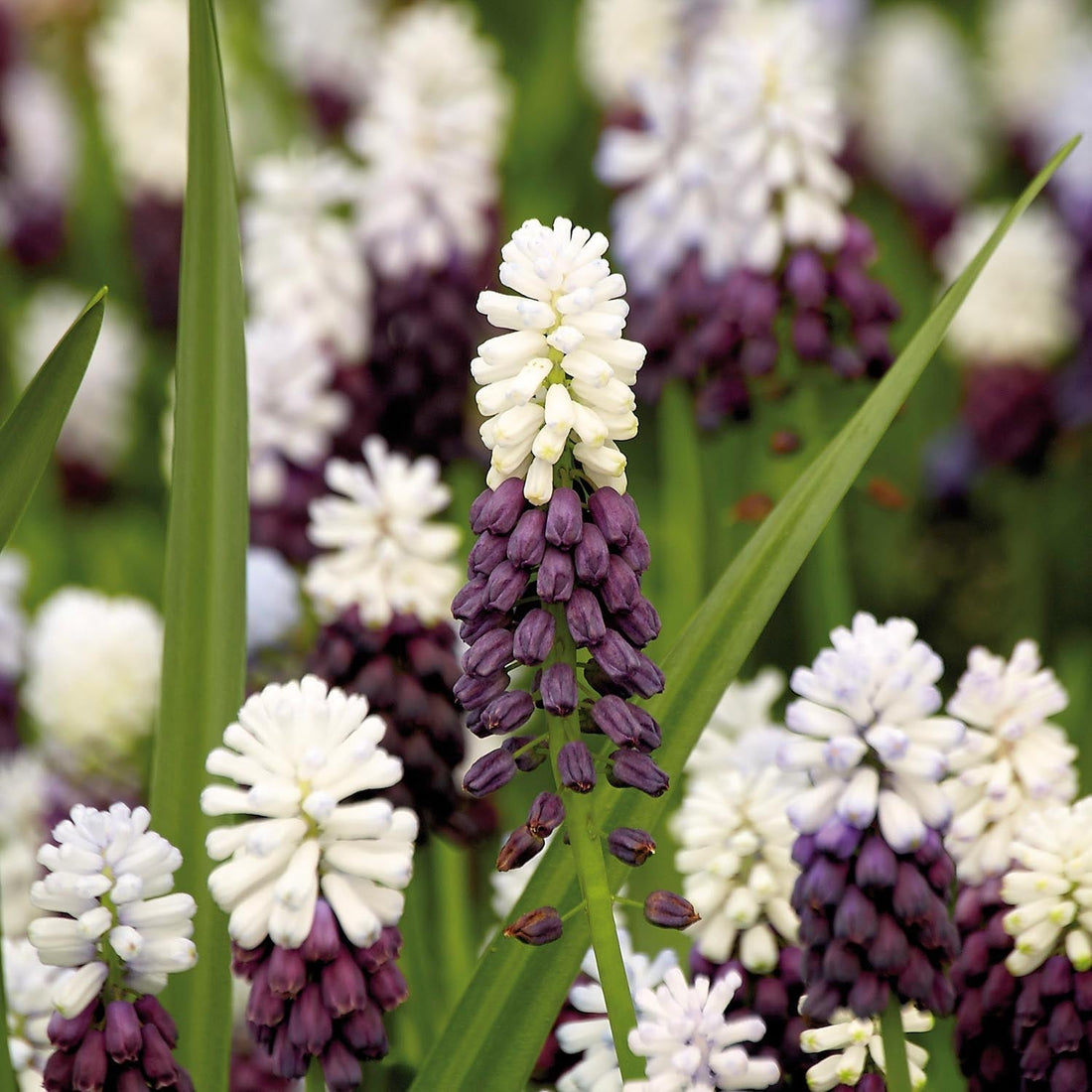 Szafirek, Muscari 'Grape Ice'