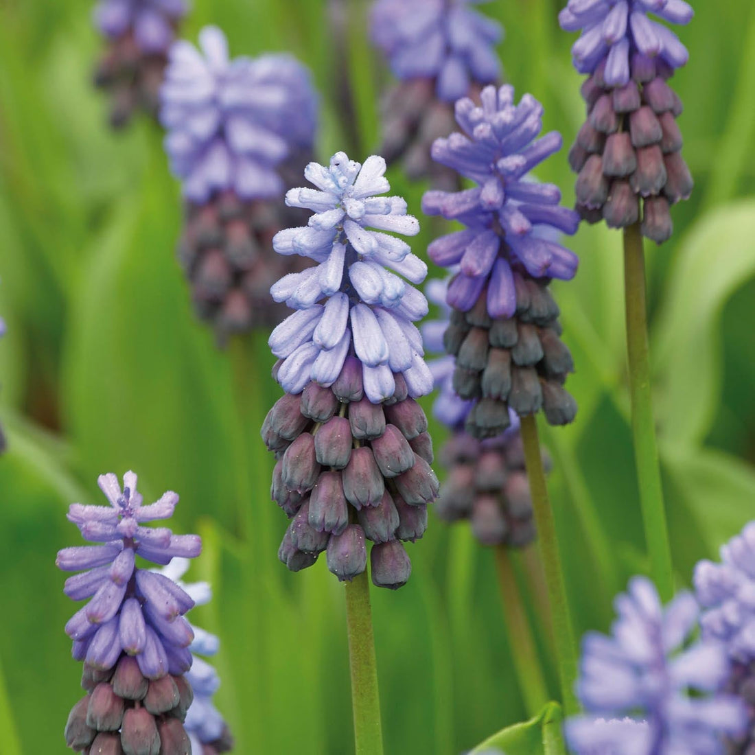 Szafirek, Muscari 'Latifolium'