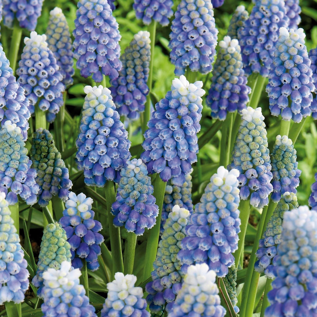 Szafirek, Muscari 'Ocean Magic'