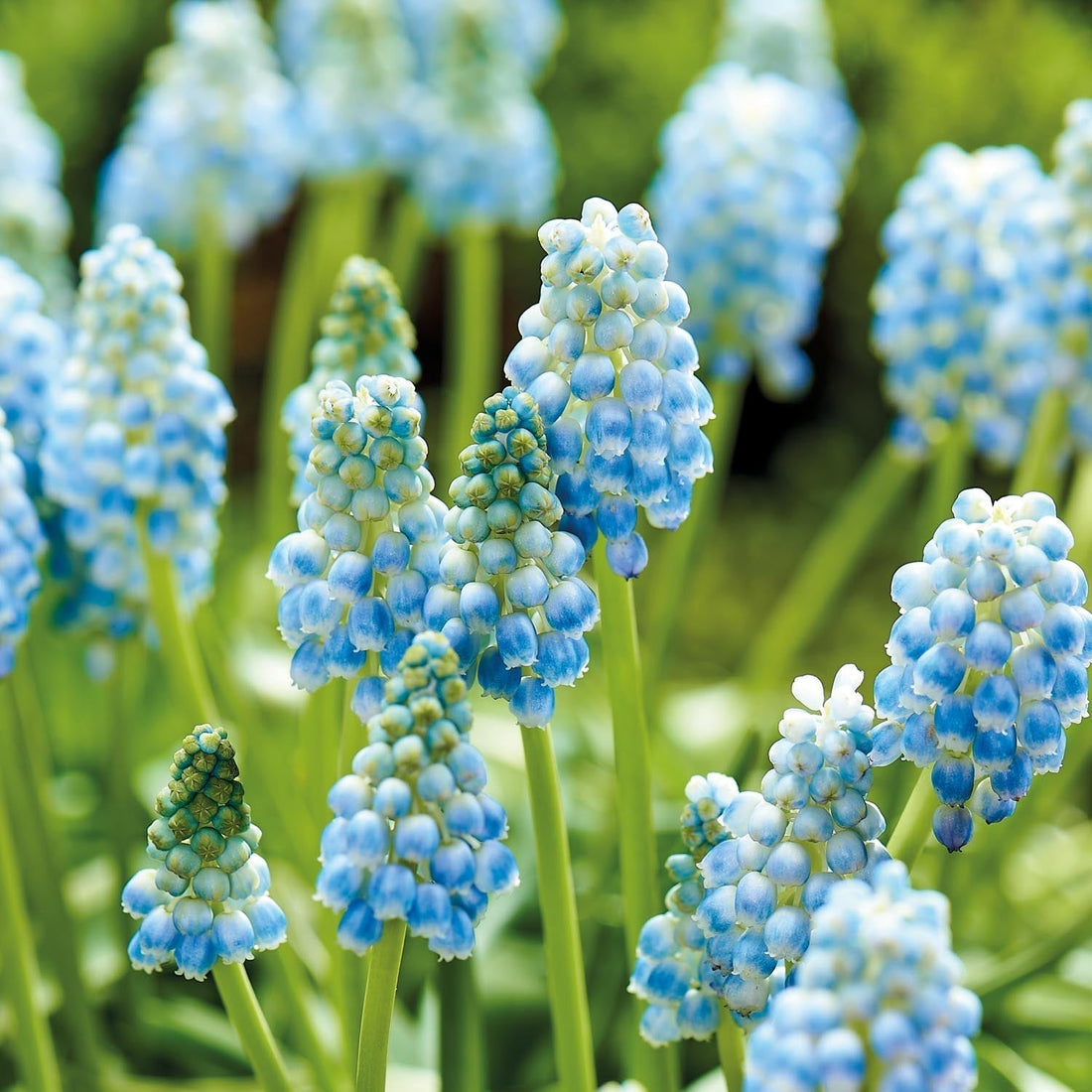 Szafirek, Muscari 'Peppermint'