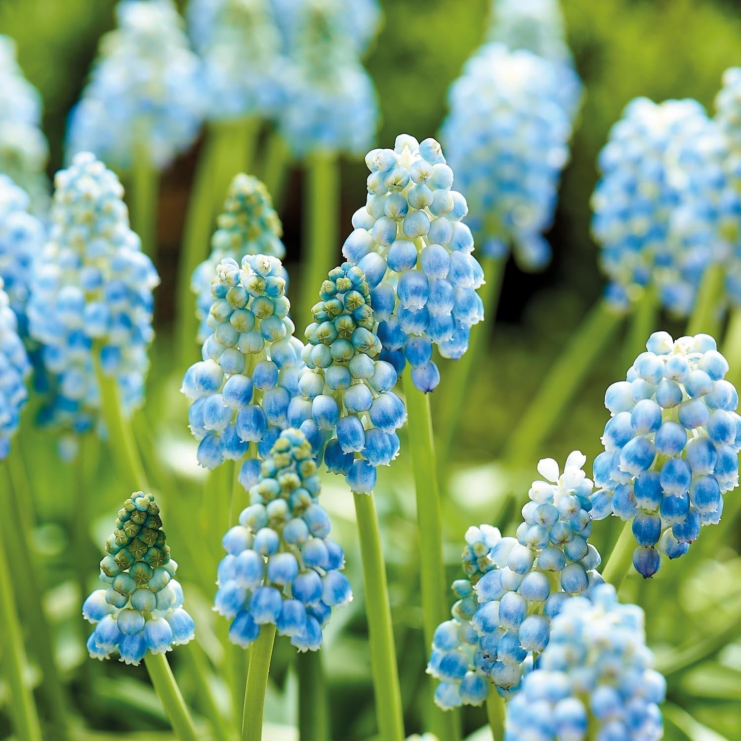 Szafirek, Muscari 'Peppermint'