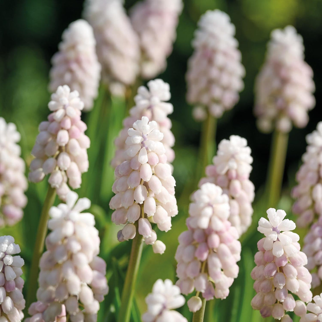 Szafirek, Muscari 'Pink Sunrise'