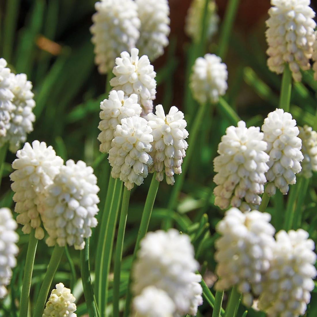 Szafirek, Muscari 'White Magic'