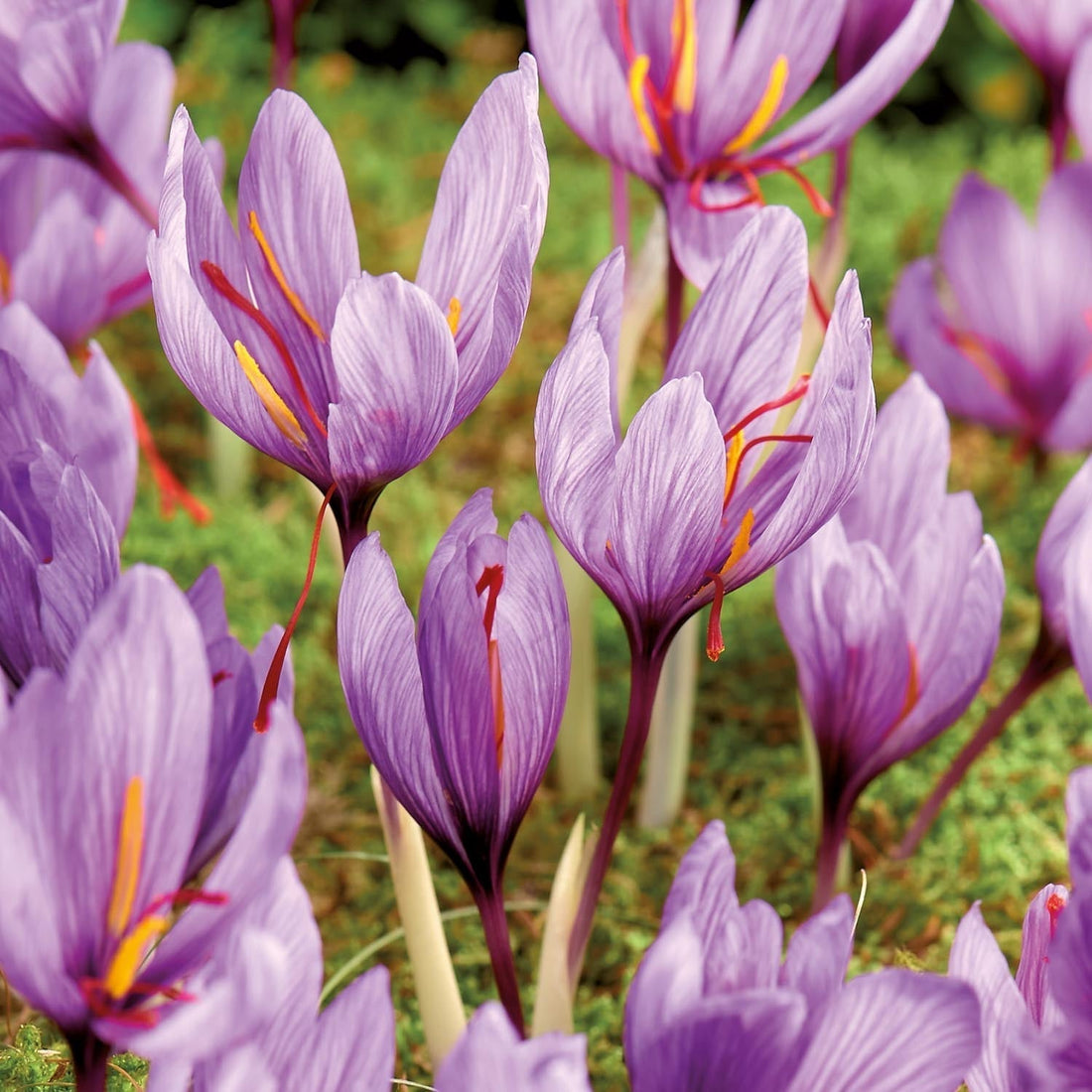 Szafrankrokus 'Crocus sativus'