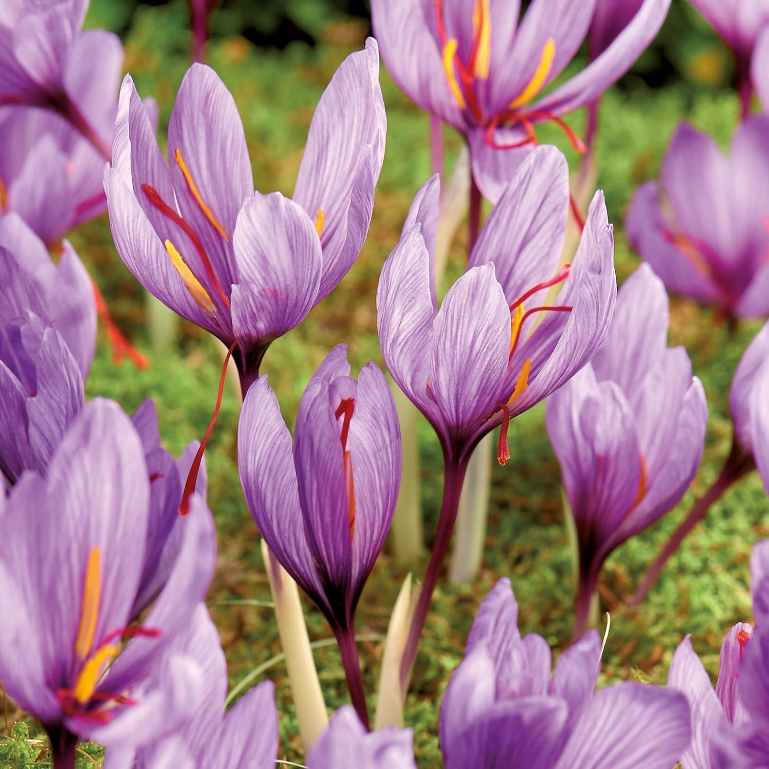 Szafrankrokus 'Crocus sativus'