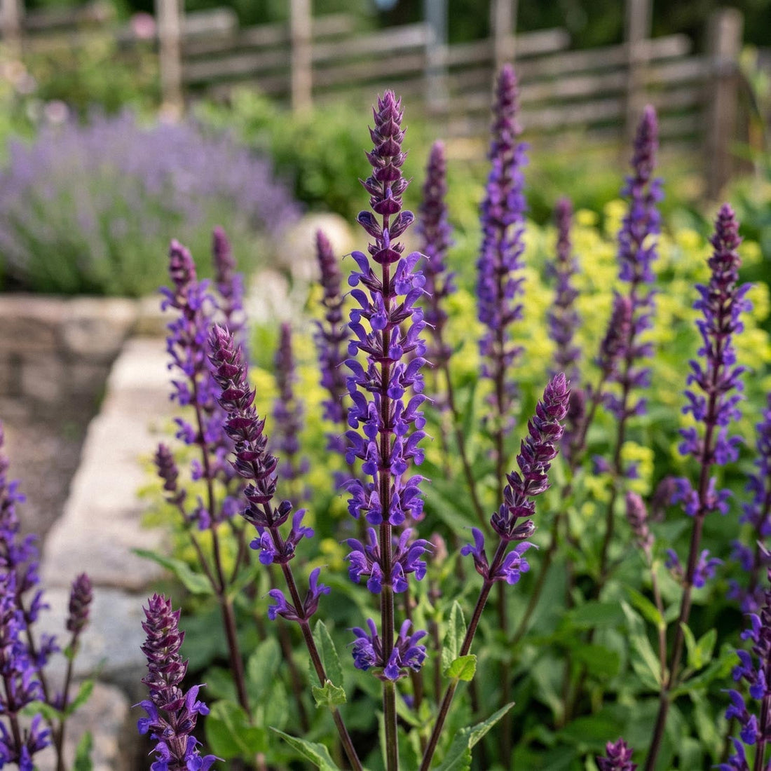Szałwia, Salvia 'Caradonna'