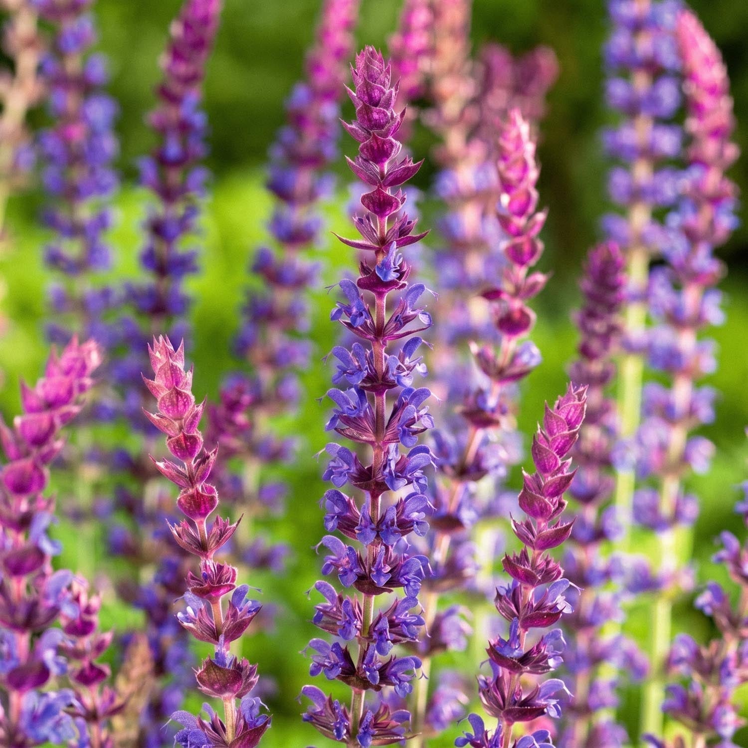 Szałwia, Salvia 'Ostfriesland'