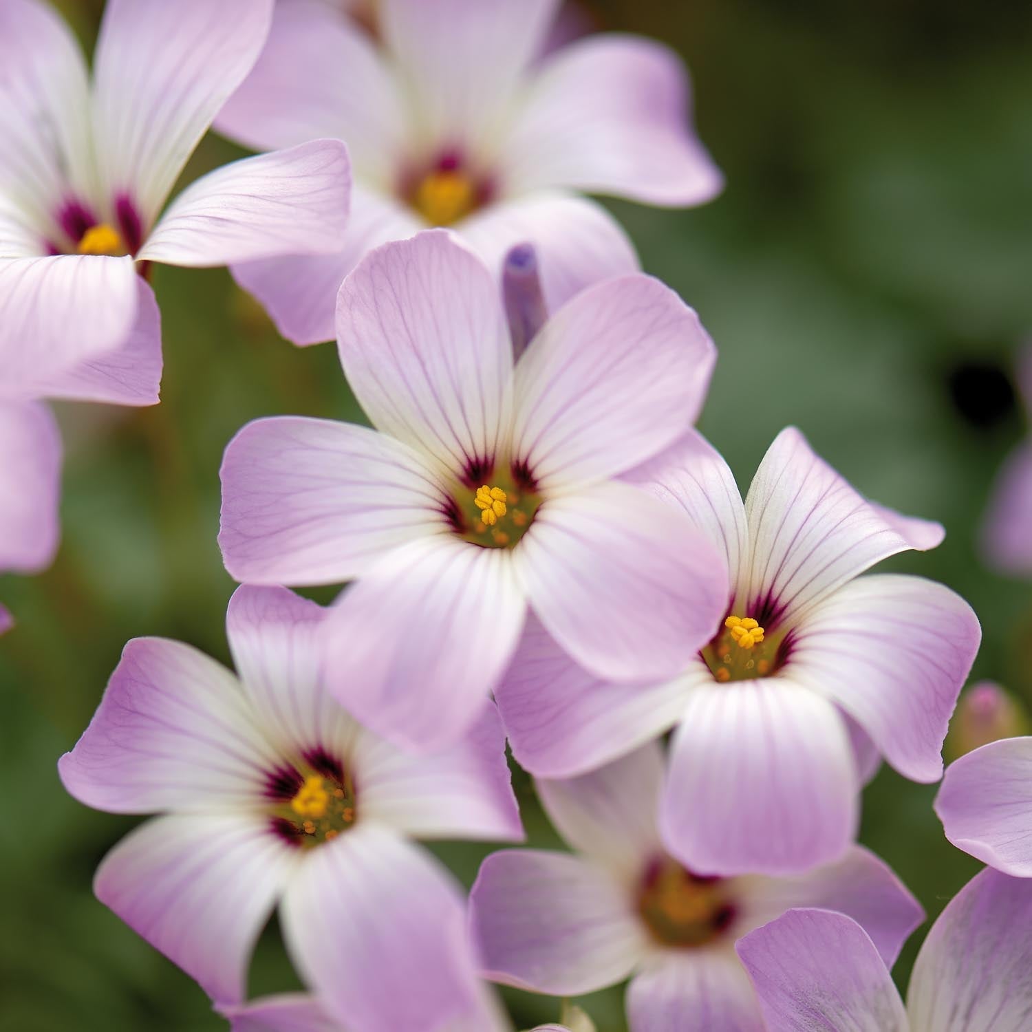 Szczawik, Oxalis 'Adenophylla'