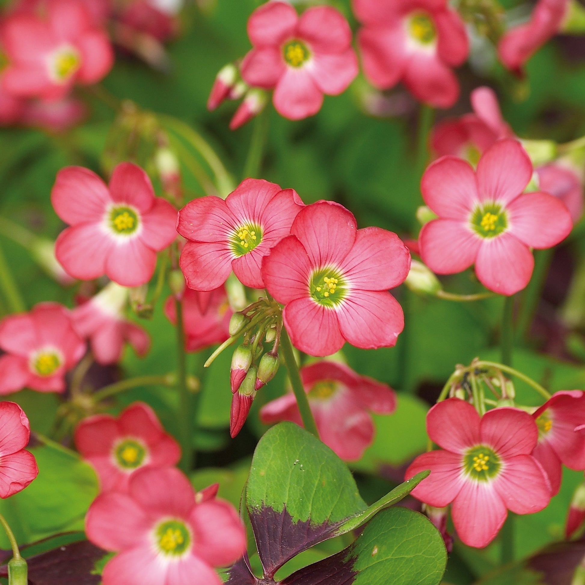Szczawik, Oxalis 'Iron Cross'