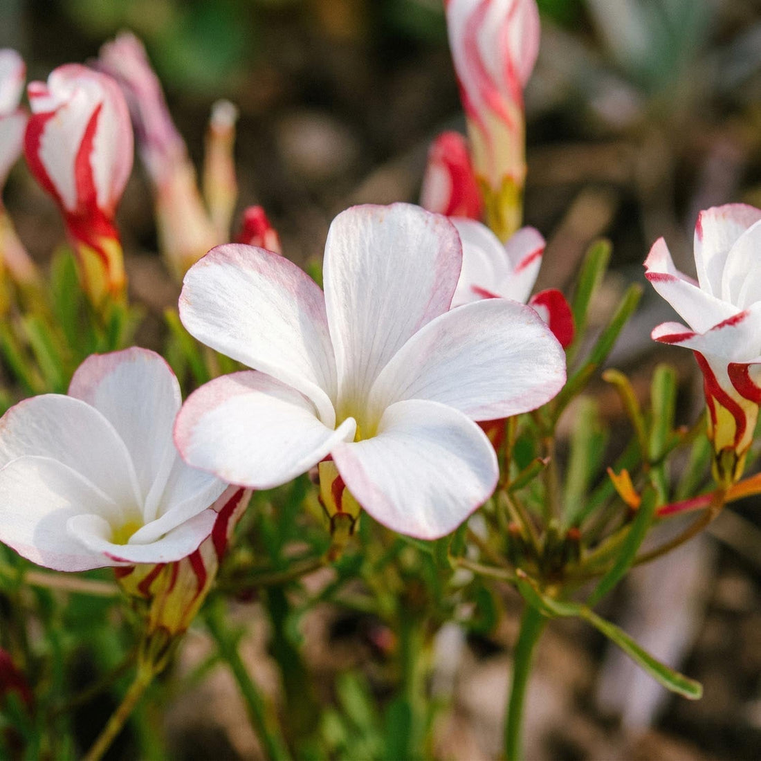 Szczawik, Oxalis 'Versicolor'