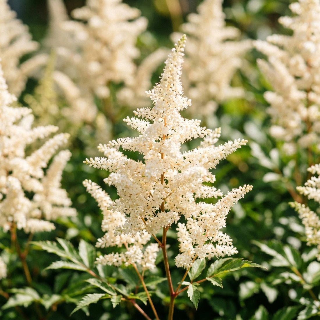 Tawułka, Astilbe 'Deutschland'