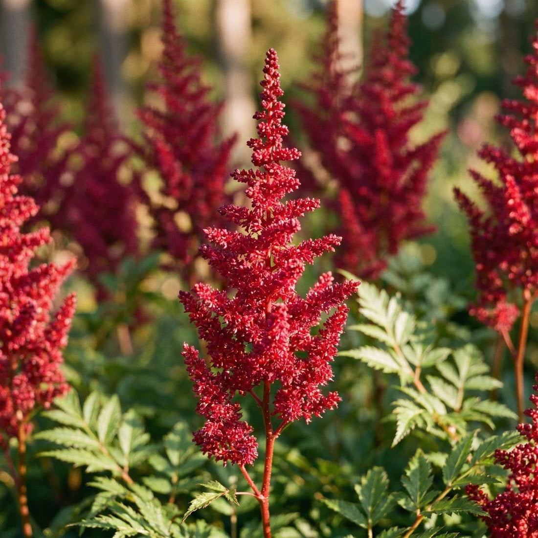 Tawułka, Astilbe 'Fanal'