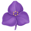 Trzykrotka kłącze / Tradescantia