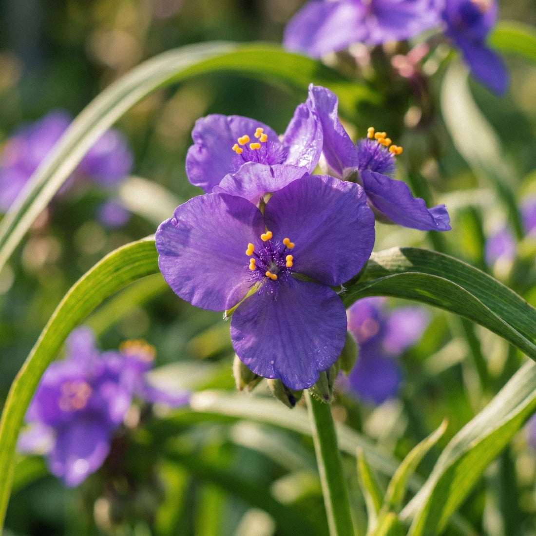 Trzykrotka, Tradescantia 'Charlotte'