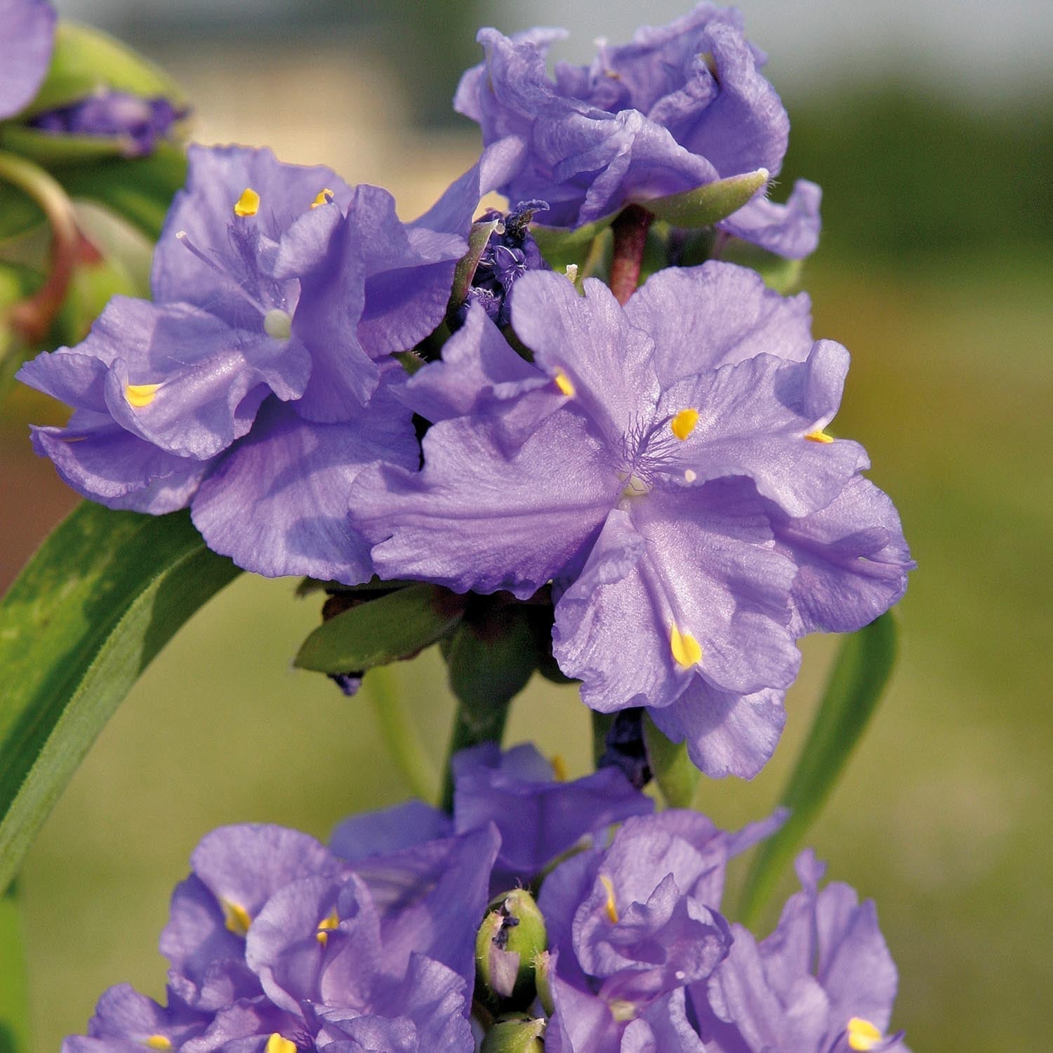 Trzykrotka, Tradescantia 'Zwanenburg Blue'