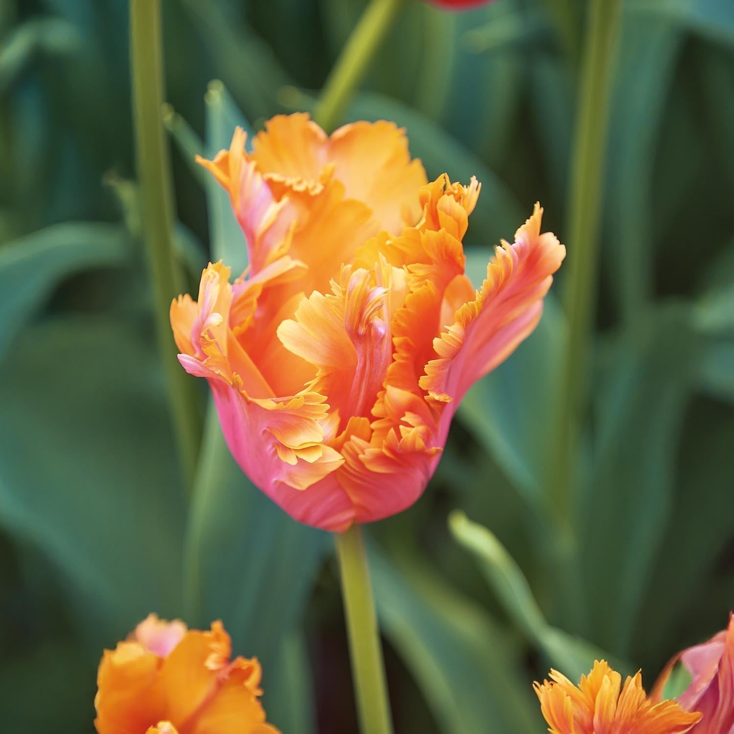 Tulipan 'Amazing Parrot'