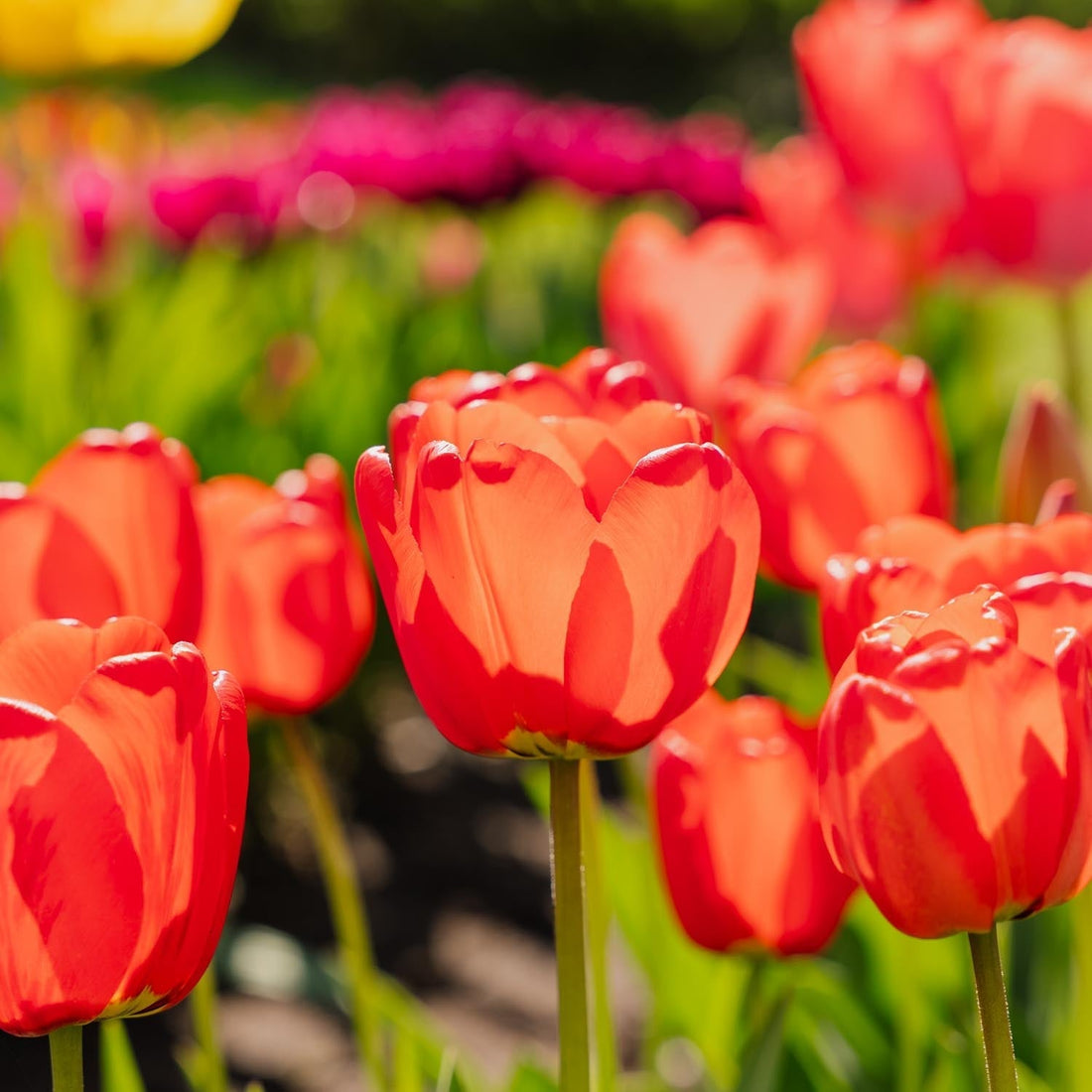 Tulipan 'Apeldoorn'