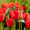 Tulipan 'Apeldoorn'