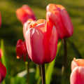 Tulipan 'Apricot Impression'