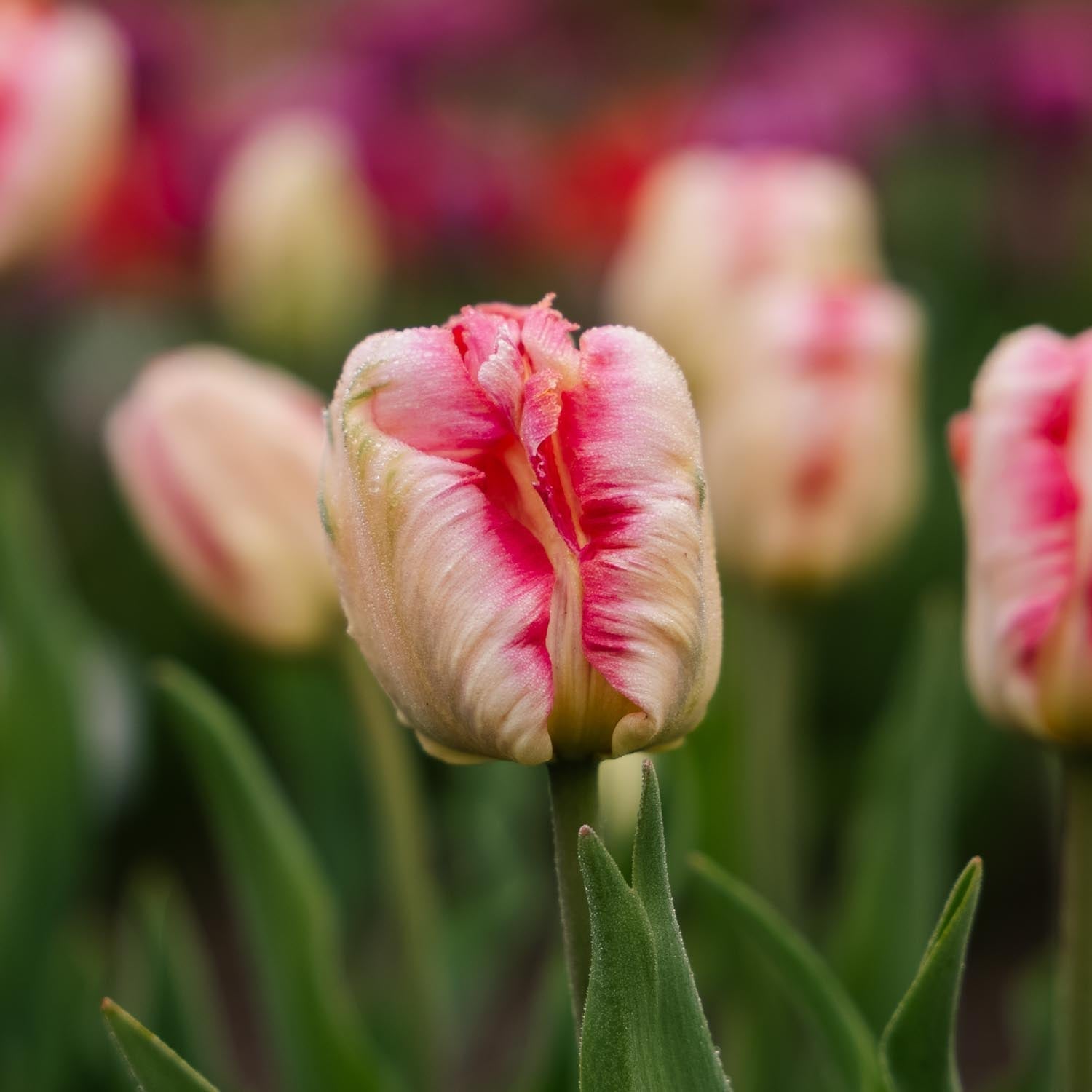 Tulipan 'Apricot Parrot'
