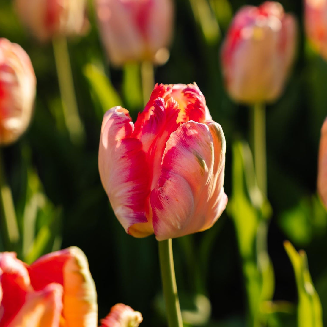 Tulipan 'Apricot Parrot'