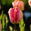Tulipan 'Apricot Parrot'
