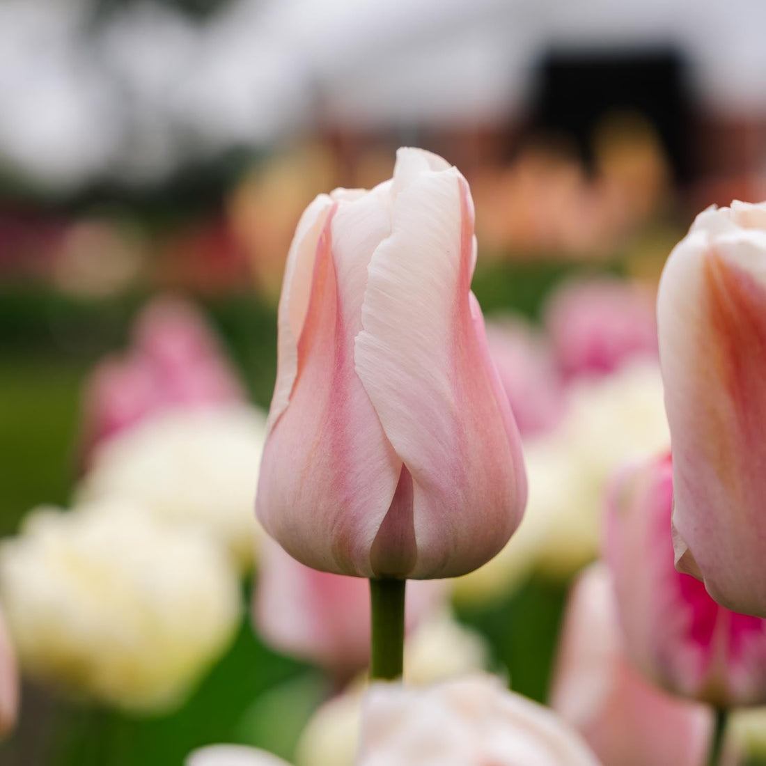 Tulipan 'Apricot Pride'