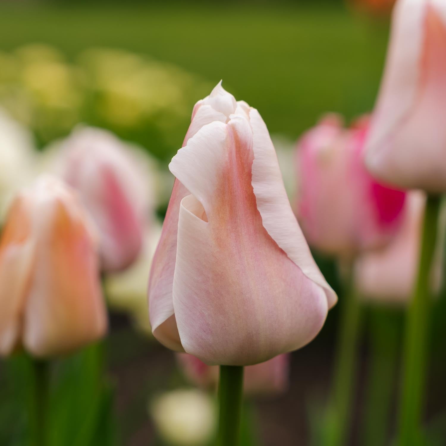 Tulipan 'Apricot Pride'