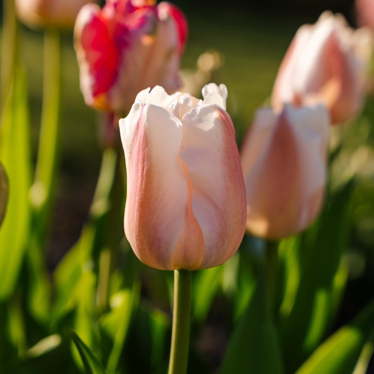 Tulipan 'Apricot Pride'