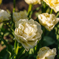 Tulipan 'Avant Garde'