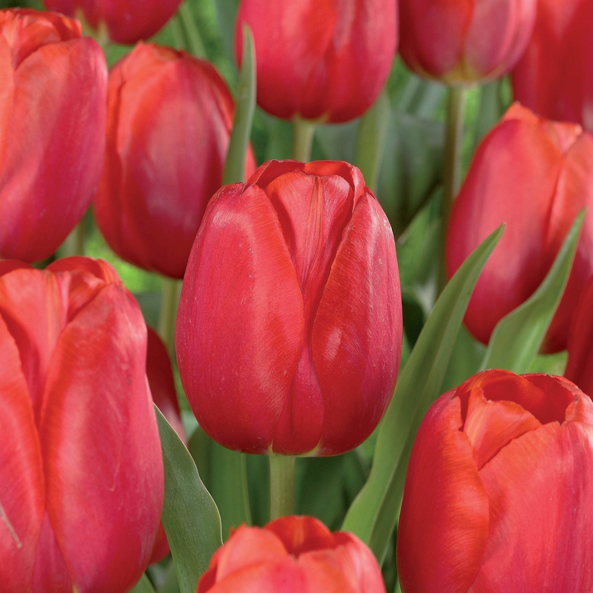 Tulipan 'Avignon'