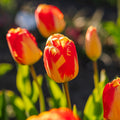 Tulipan 'Banja Luka'