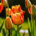 Tulipan 'Banja Luka'