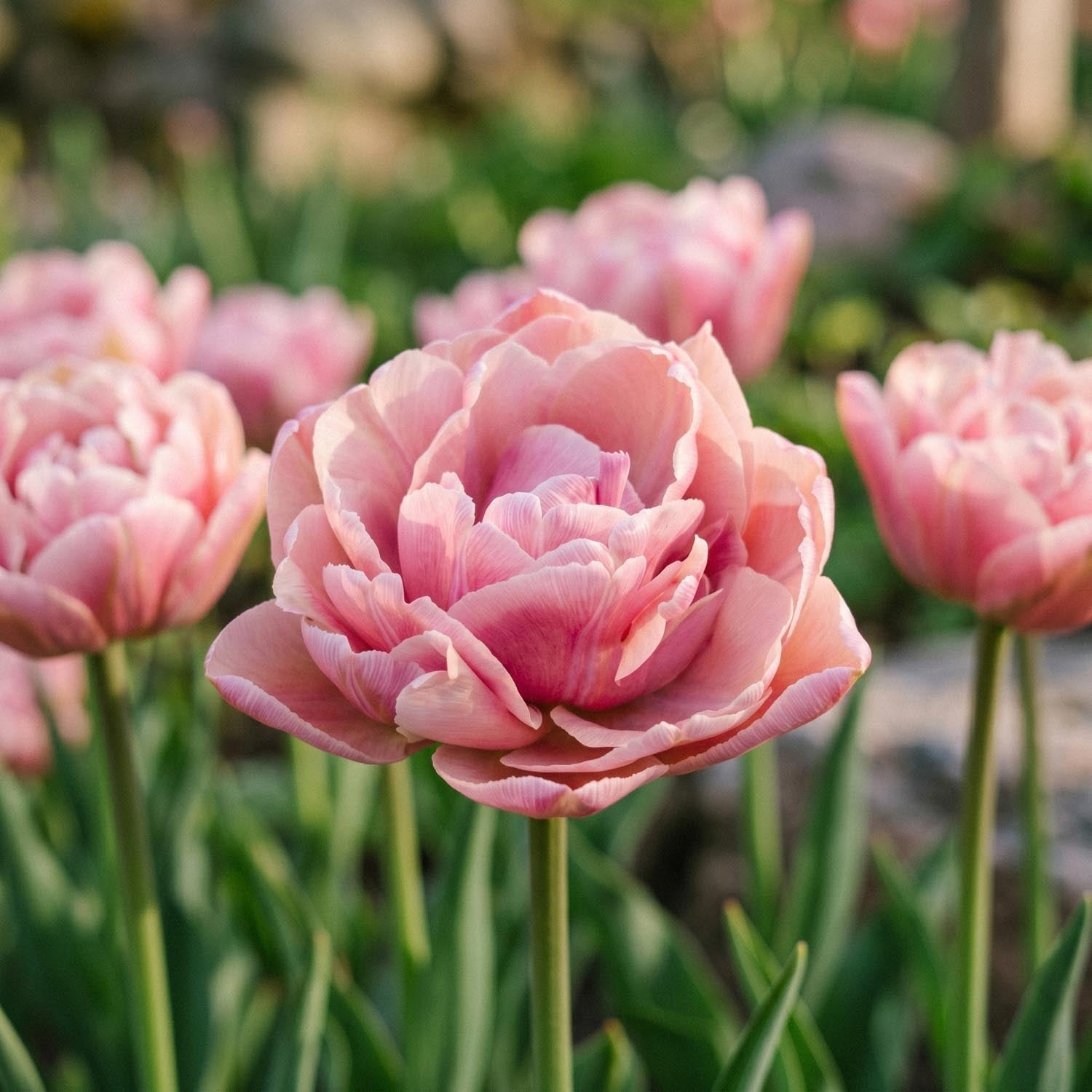 Tulipan 'Beachberry'