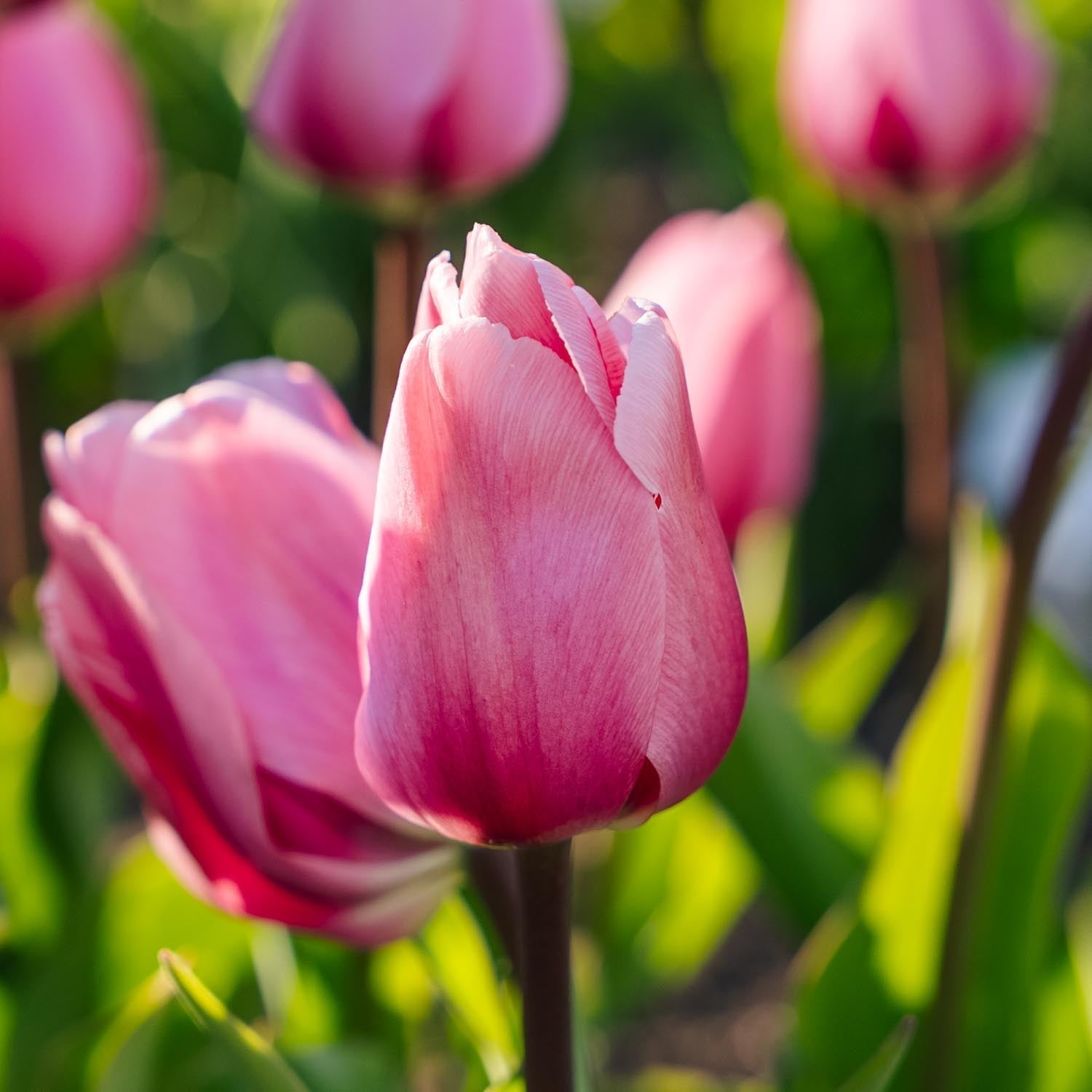 Tulipan 'Big Love'
