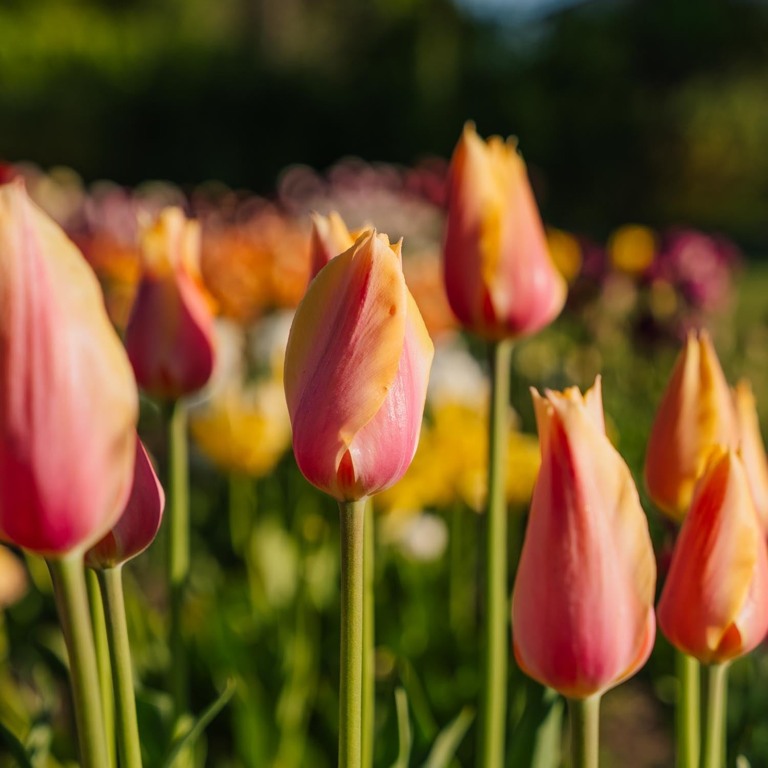 Tulipan 'Blushing Lady'
