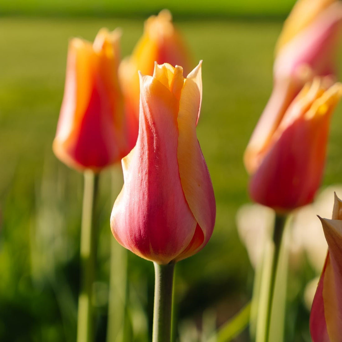 Tulipan 'Blushing Lady'