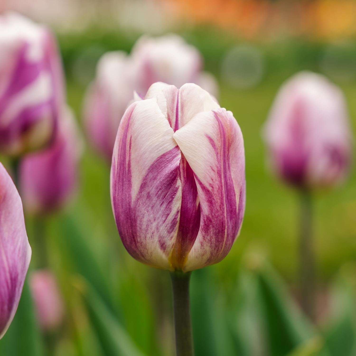 Tulipan 'Bojangles'
