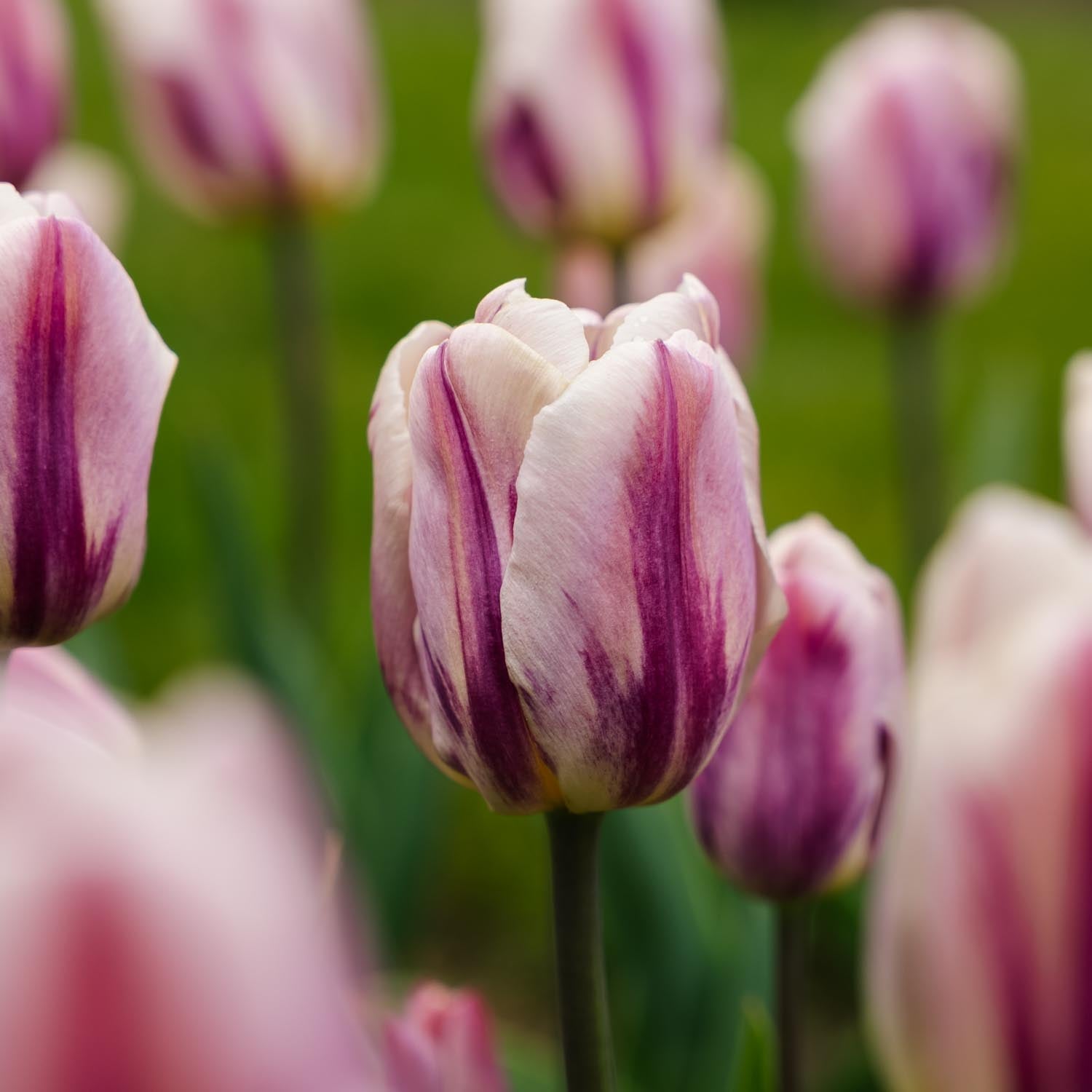 Tulipan 'Bojangles'