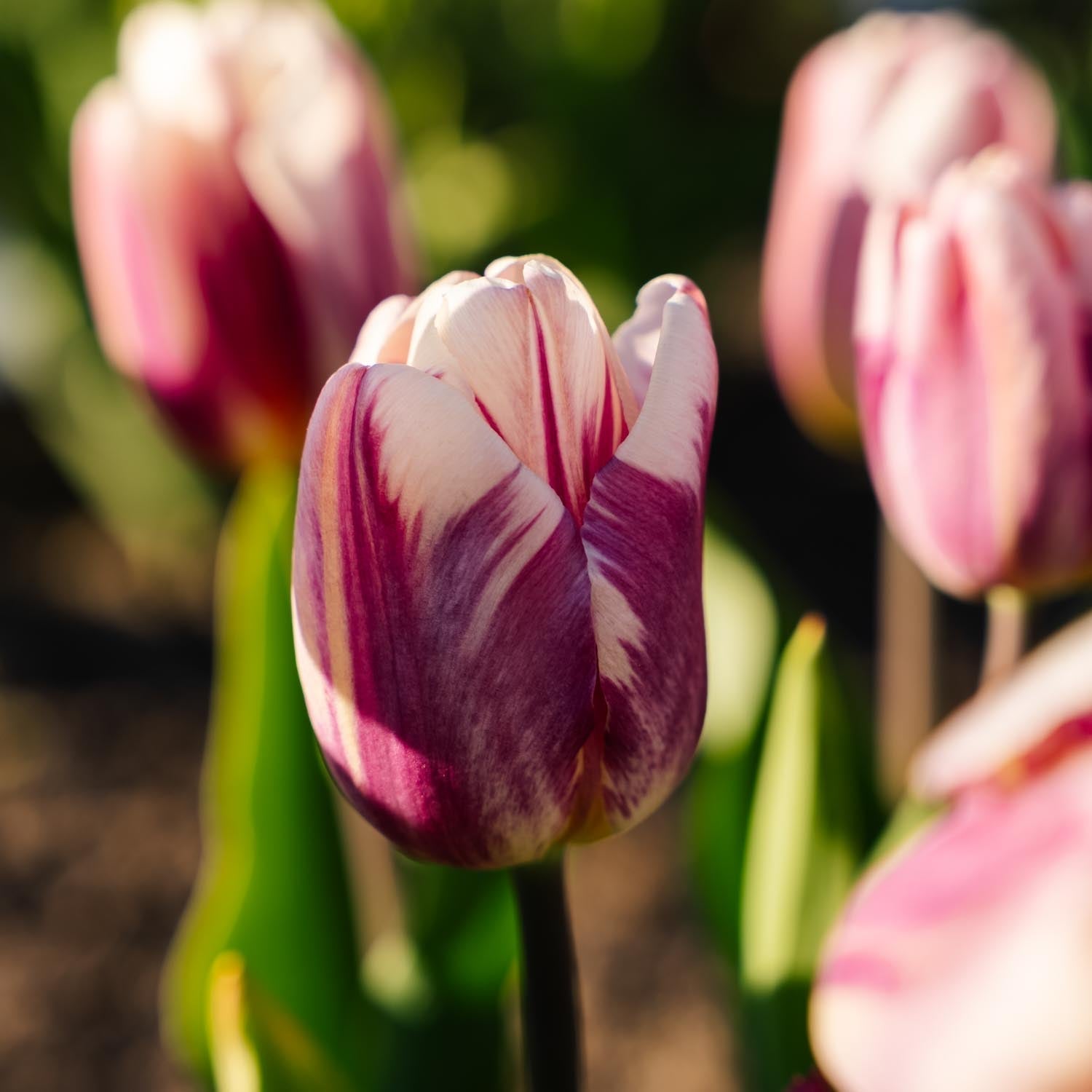 Tulipan 'Bojangles'