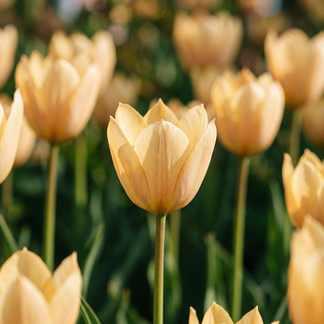 Tulipan 'Bronze Charm'